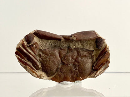 Fine Crab fossil (Macrophthalmus sp) - Pleistocene period, China (2.30") - FossilsAndMore