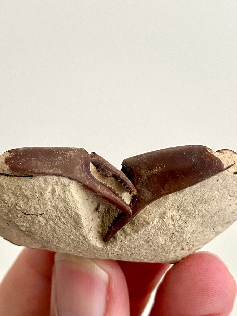 Fine Crab fossil (Macrophthalmus sp) - Pleistocene period, China (2.30") - FossilsAndMore