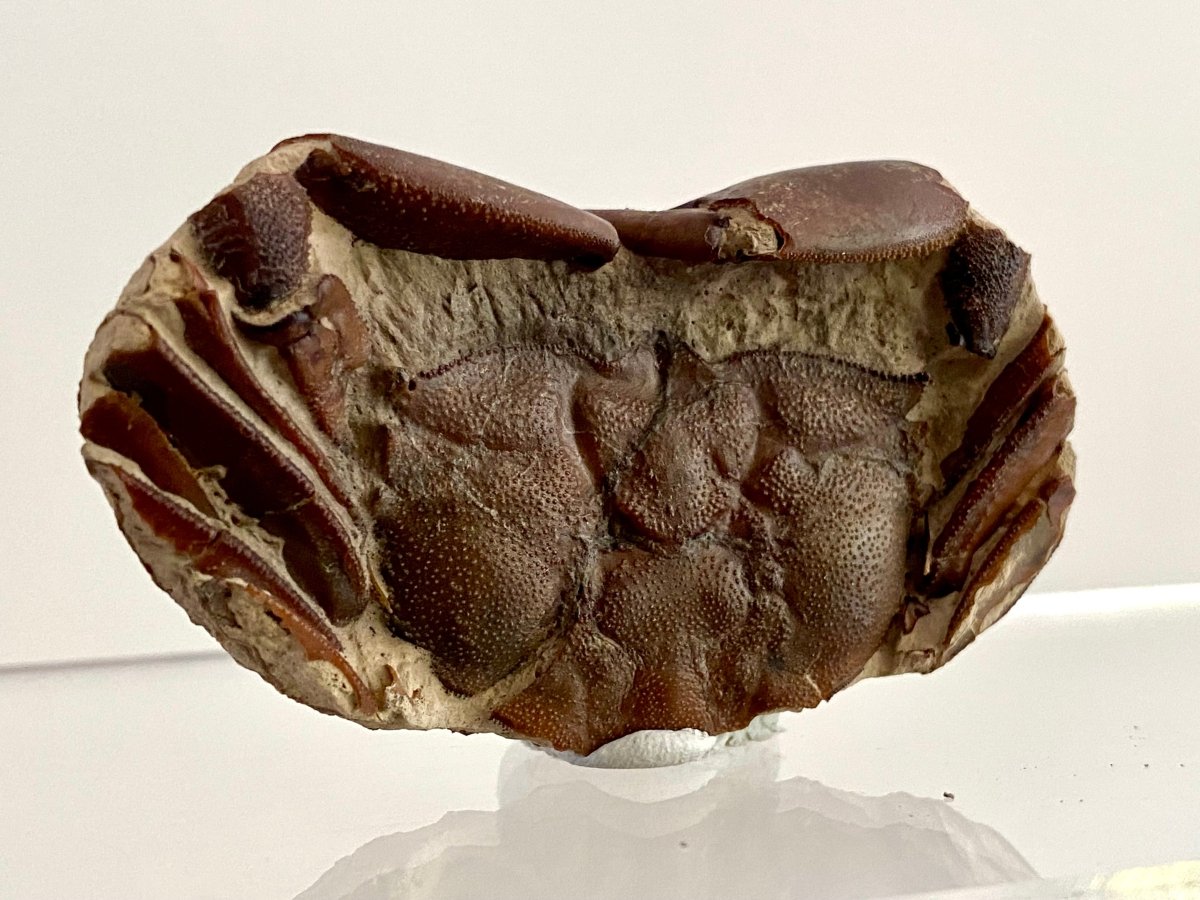 Fine Crab fossil (Macrophthalmus sp) - Pleistocene period, China (2.30") - FossilsAndMore