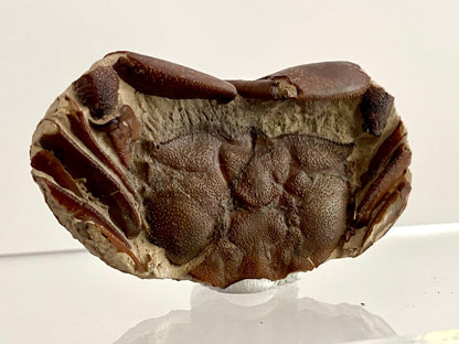 Fine Crab fossil (Macrophthalmus sp) - Pleistocene period, China (2.30") - FossilsAndMore