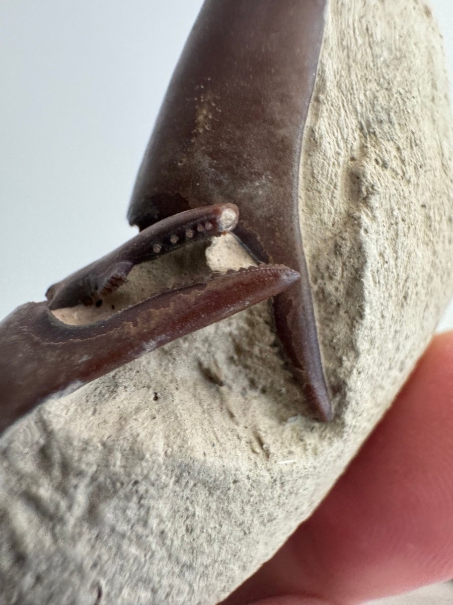 Fine Crab fossil (Macrophthalmus sp) - Pleistocene period, China (2.30") - FossilsAndMore