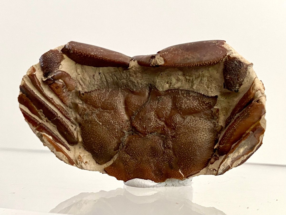 Fine Crab fossil (Macrophthalmus sp) - Pleistocene period, China (2.30") - FossilsAndMore