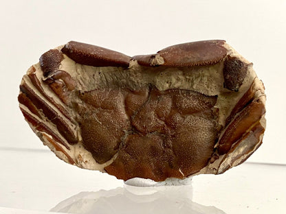 Fine Crab fossil (Macrophthalmus sp) - Pleistocene period, China (2.30") - FossilsAndMore