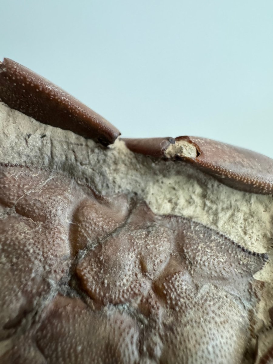 Fine Crab fossil (Macrophthalmus sp) - Pleistocene period, China (2.30") - FossilsAndMore