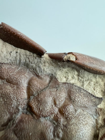 Fine Crab fossil (Macrophthalmus sp) - Pleistocene period, China (2.30") - FossilsAndMore