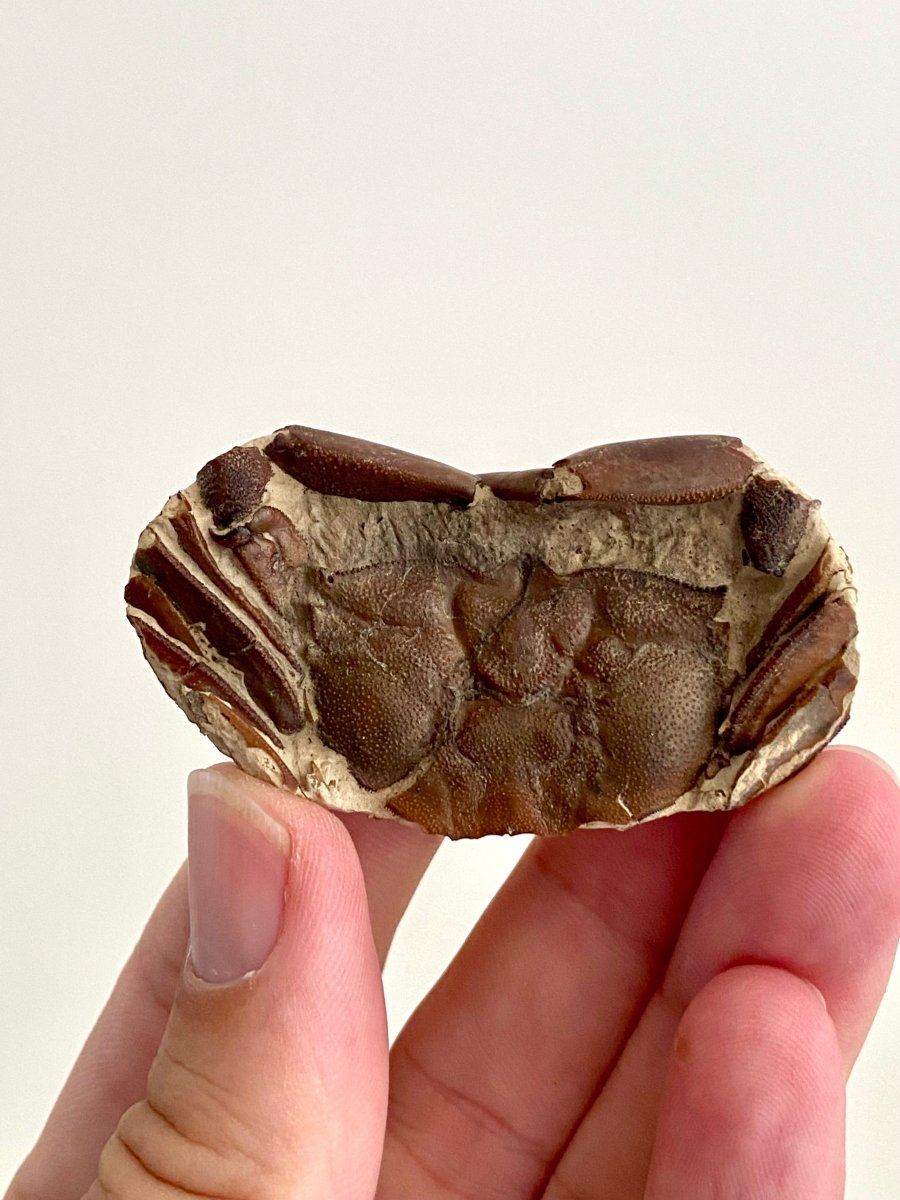 Fine Crab fossil (Macrophthalmus sp) - Pleistocene period, China (2.30") - FossilsAndMore