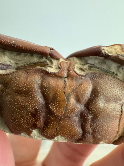 Fine Crab fossil (Macrophthalmus sp) - Pleistocene period, China (2.93") - FossilsAndMore