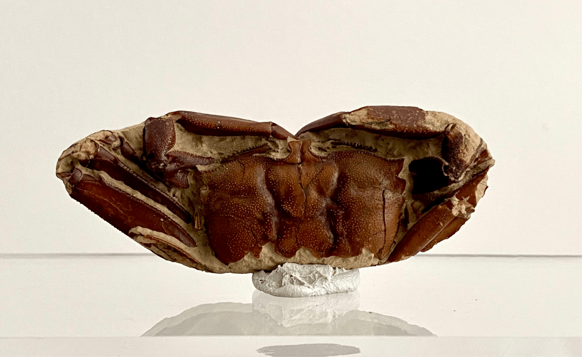 Fine Crab fossil (Macrophthalmus sp) - Pleistocene period, China (2.93") - FossilsAndMore