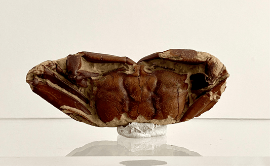 Fine Crab fossil (Macrophthalmus sp) - Pleistocene period, China (2.93") - FossilsAndMore