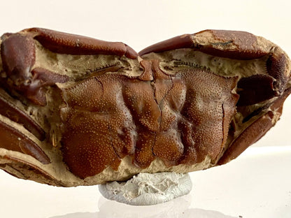 Fine Crab fossil (Macrophthalmus sp) - Pleistocene period, China (2.93") - FossilsAndMore