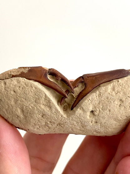 Fine Crab fossil (Macrophthalmus sp) - Pleistocene period, China (2.93") - FossilsAndMore