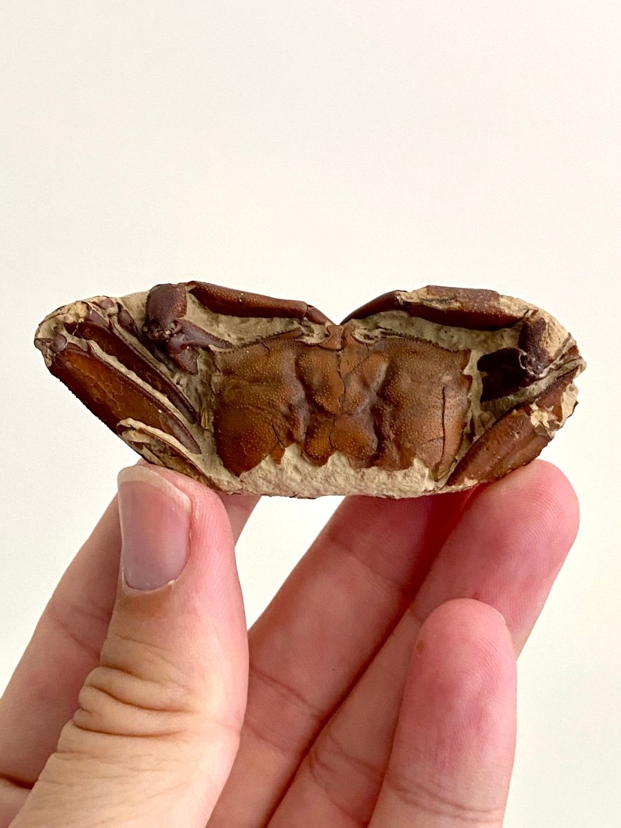 Fine Crab fossil (Macrophthalmus sp) - Pleistocene period, China (2.93") - FossilsAndMore