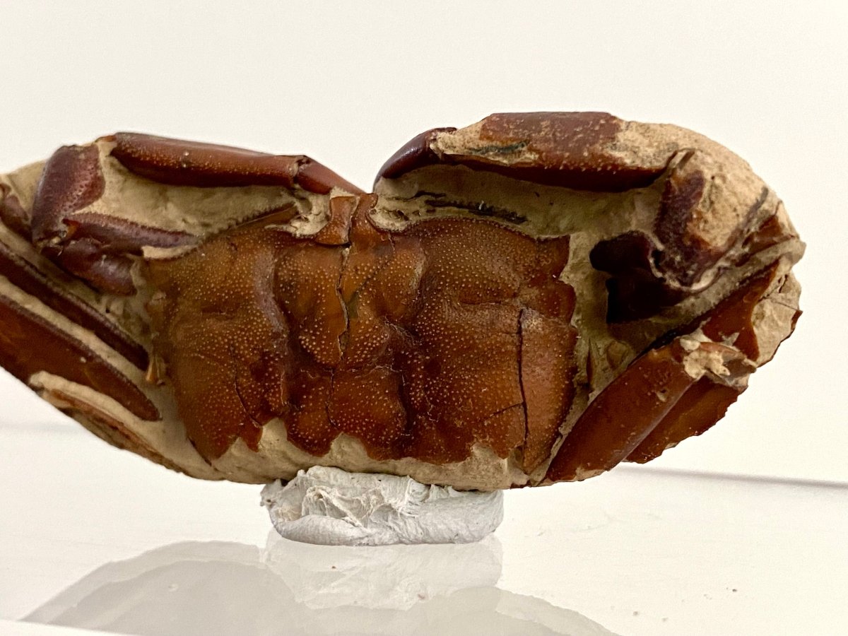 Fine Crab fossil (Macrophthalmus sp) - Pleistocene period, China (2.93") - FossilsAndMore