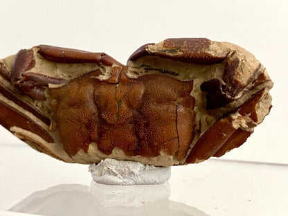 Fine Crab fossil (Macrophthalmus sp) - Pleistocene period, China (2.93") - FossilsAndMore