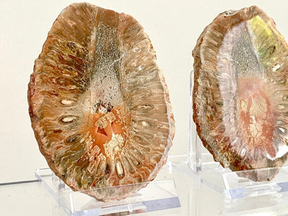 Fossil Araucaria mirabilis Pine Cone, Jurassic Period, Patagonia (2.95") - FossilsAndMore