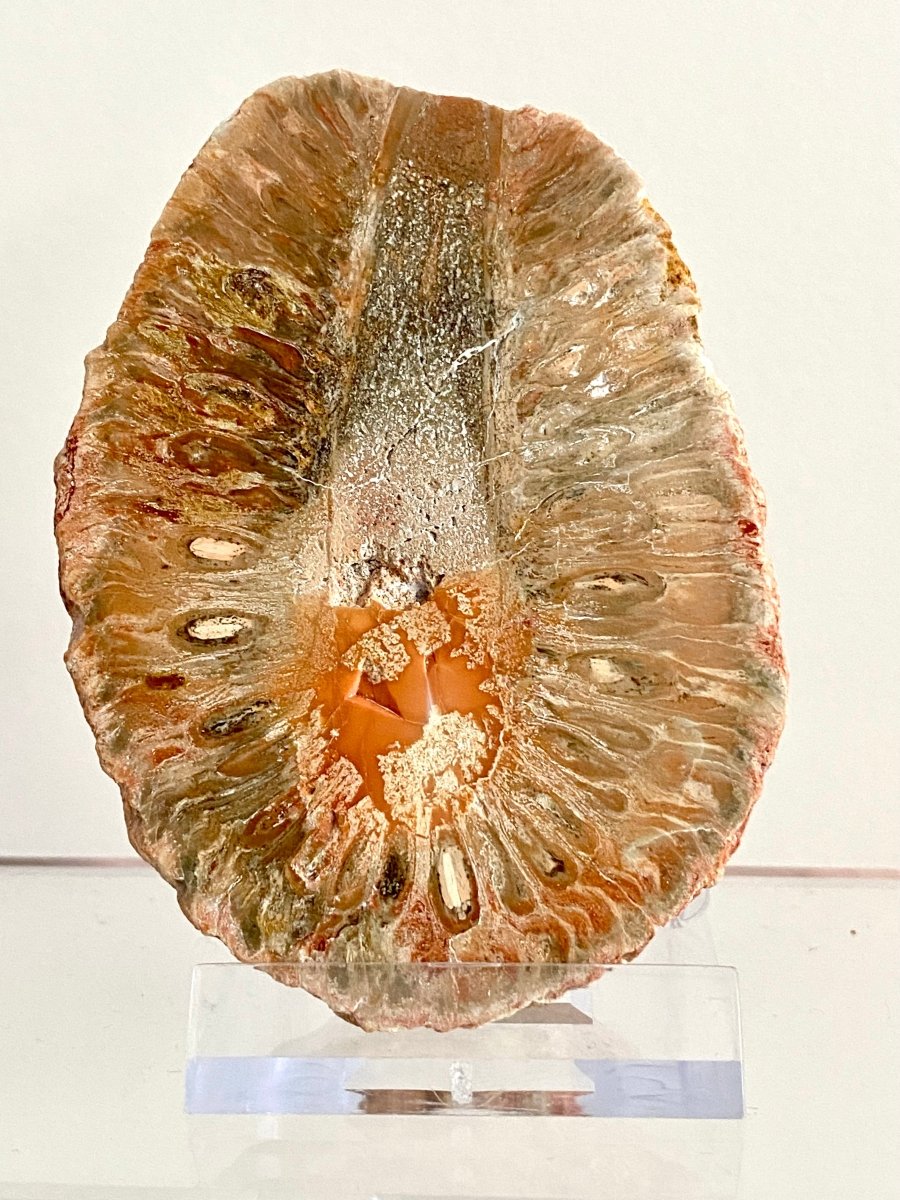 Fossil Araucaria mirabilis Pine Cone, Jurassic Period, Patagonia (2.95") - FossilsAndMore