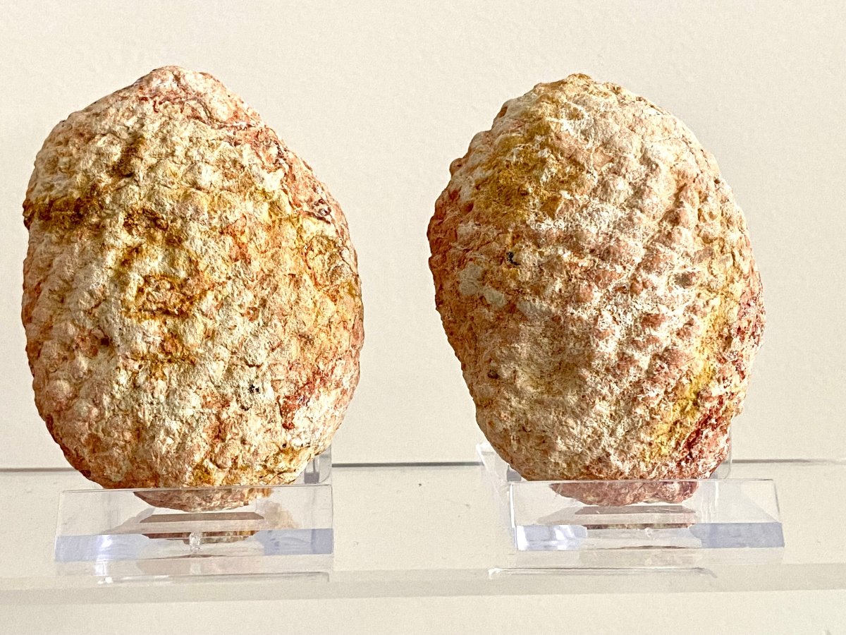 Fossil Araucaria mirabilis Pine Cone, Jurassic Period, Patagonia (2.95") - FossilsAndMore