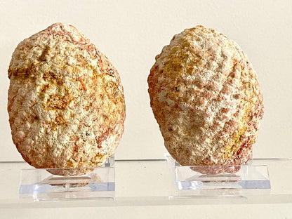 Fossil Araucaria mirabilis Pine Cone, Jurassic Period, Patagonia (2.95") - FossilsAndMore