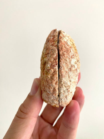 Fossil Araucaria mirabilis Pine Cone, Jurassic Period, Patagonia (2.95") - FossilsAndMore