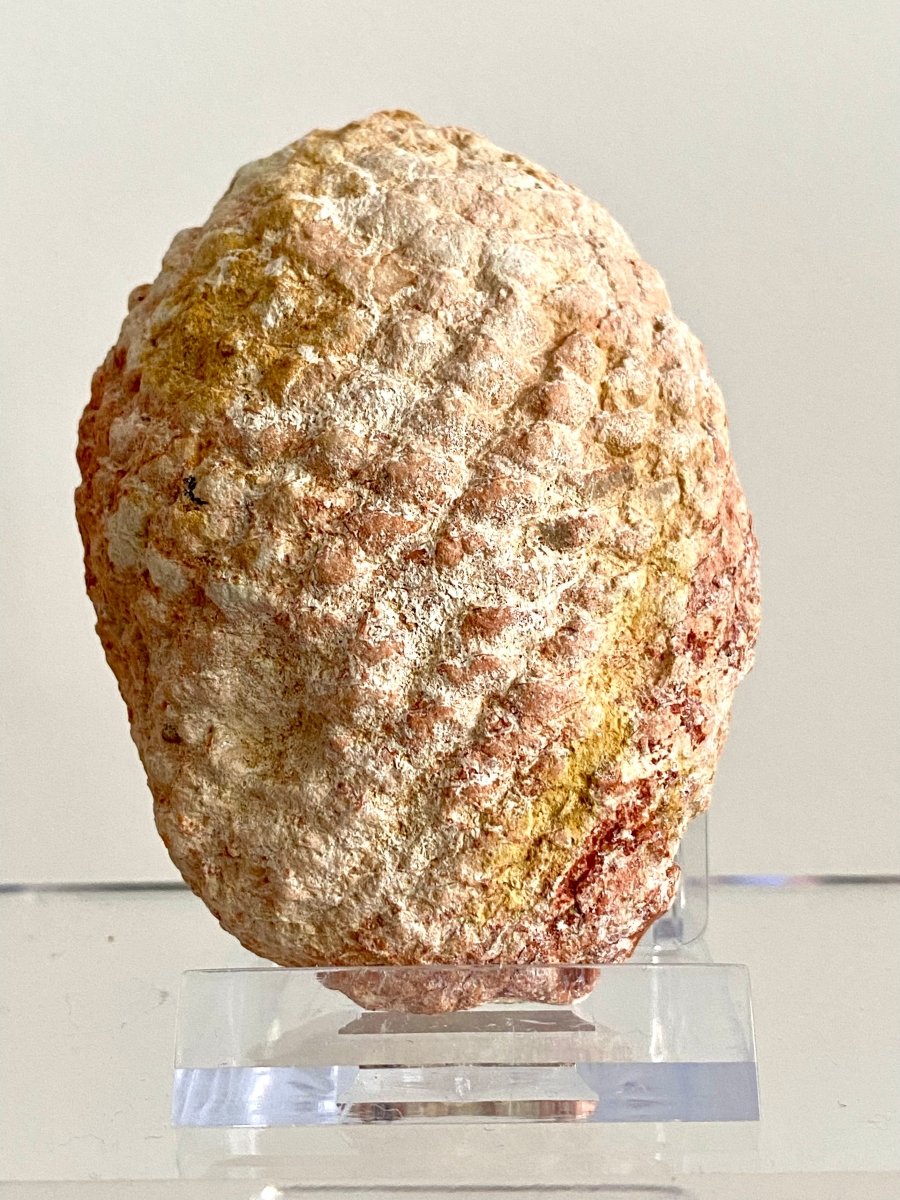 Fossil Araucaria mirabilis Pine Cone, Jurassic Period, Patagonia (2.95") - FossilsAndMore