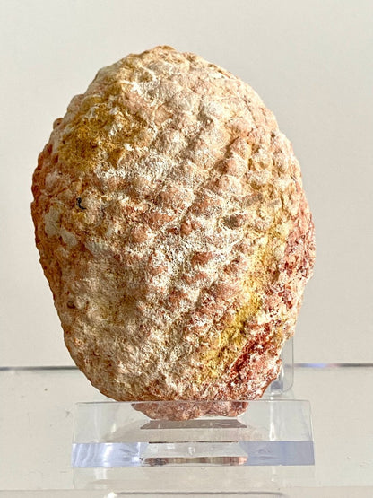 Fossil Araucaria mirabilis Pine Cone, Jurassic Period, Patagonia (2.95") - FossilsAndMore