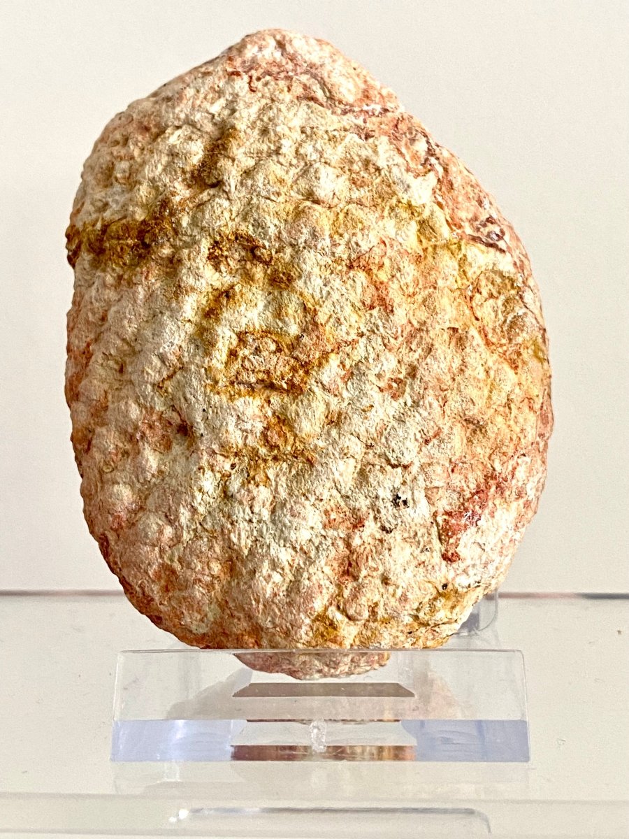 Fossil Araucaria mirabilis Pine Cone, Jurassic Period, Patagonia (2.95") - FossilsAndMore