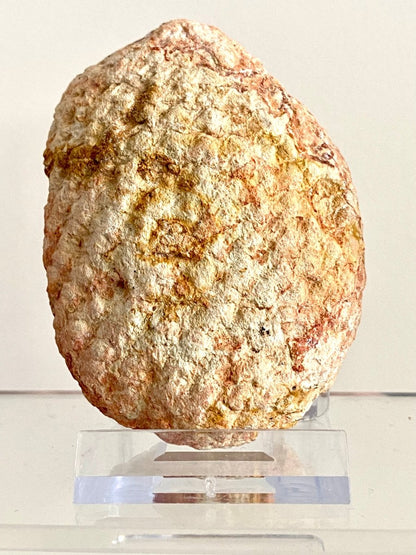 Fossil Araucaria mirabilis Pine Cone, Jurassic Period, Patagonia (2.95") - FossilsAndMore