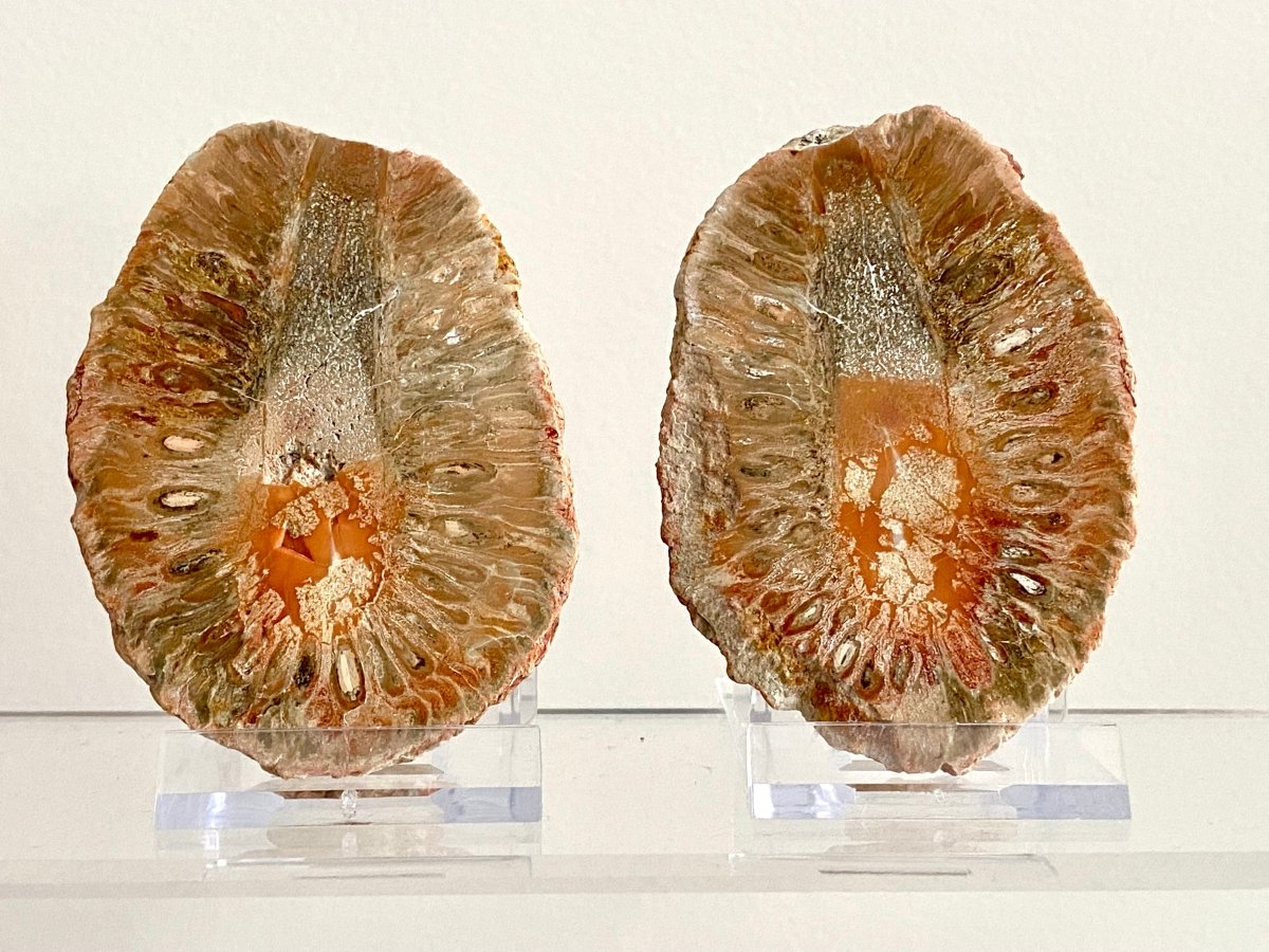 Fossil Araucaria mirabilis Pine Cone, Jurassic Period, Patagonia (2.95") - FossilsAndMore