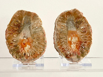 Fossil Araucaria mirabilis Pine Cone, Jurassic Period, Patagonia (2.95") - FossilsAndMore