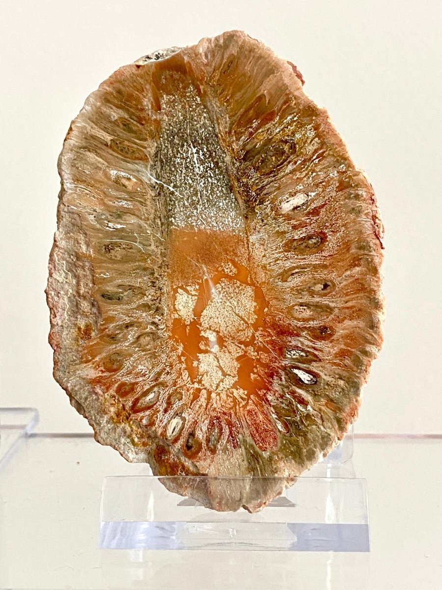 Fossil Araucaria mirabilis Pine Cone, Jurassic Period, Patagonia (2.95") - FossilsAndMore