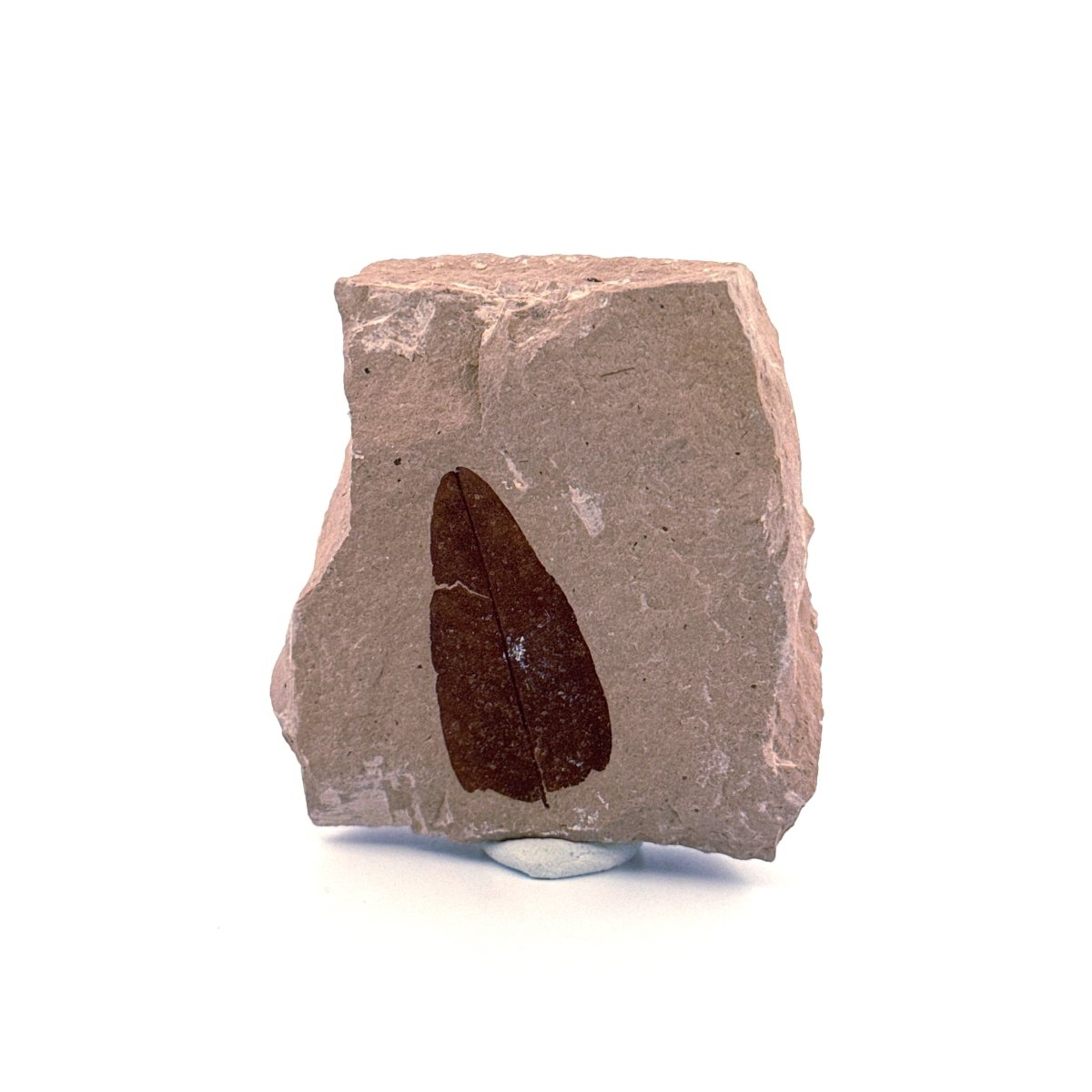 Fossil Leaf from Saint - Maime (1.28") from France, Oligocene - FossilsAndMore