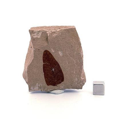 Fossil Leaf from Saint - Maime (1.28") from France, Oligocene - FossilsAndMore