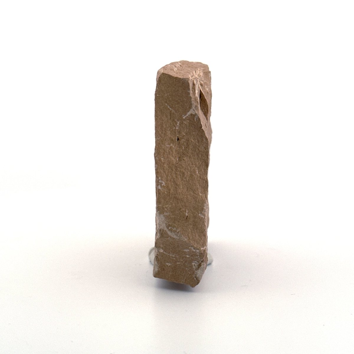 Fossil Leaf from Saint - Maime (1.28") from France, Oligocene - FossilsAndMore