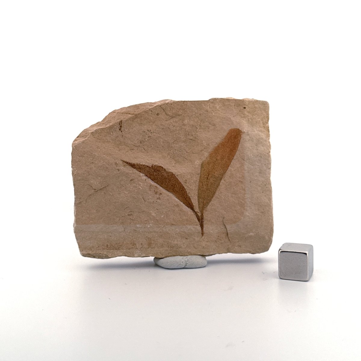 Fossil Leaf from Saint - Maime (1.53") from France, Oligocene - FossilsAndMore