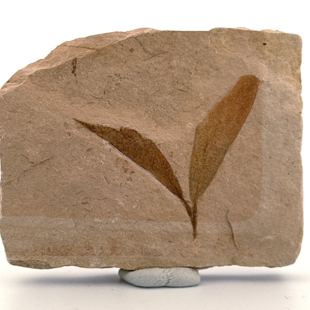 Fossil Leaf from Saint - Maime (1.53") from France, Oligocene - FossilsAndMore