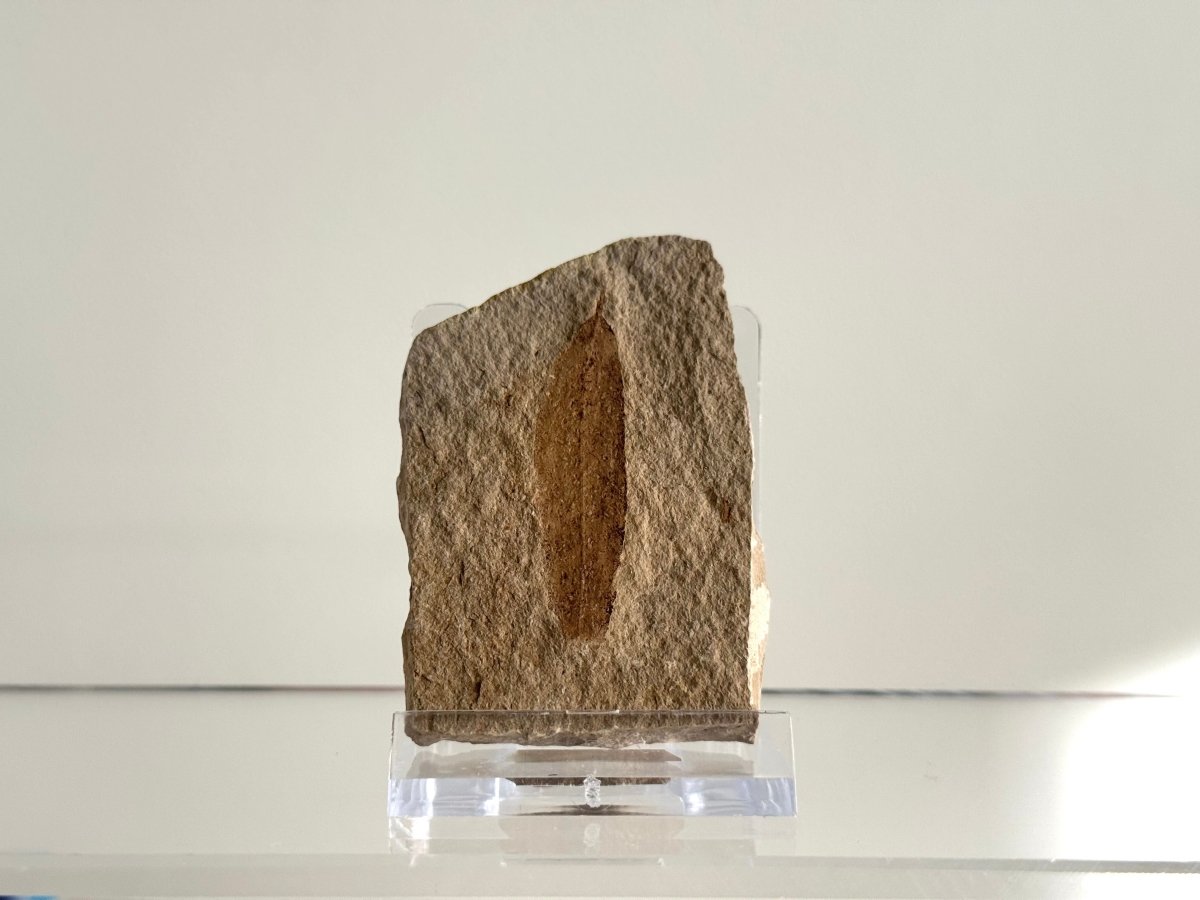 Fossil Leaf from Saint - Maime (1.60") – France, Oligocene - FossilsAndMore