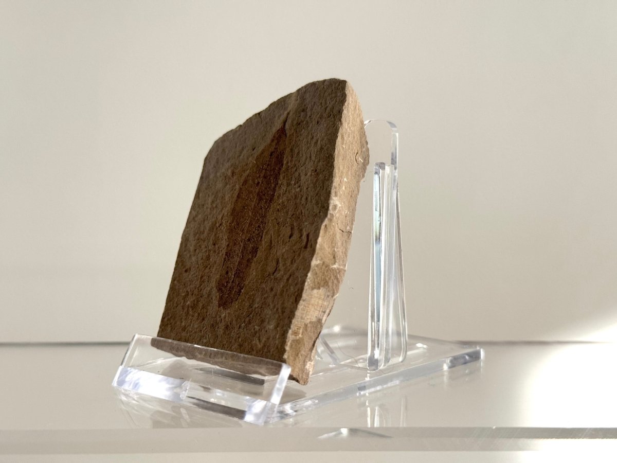 Fossil Leaf from Saint - Maime (1.60") – France, Oligocene - FossilsAndMore