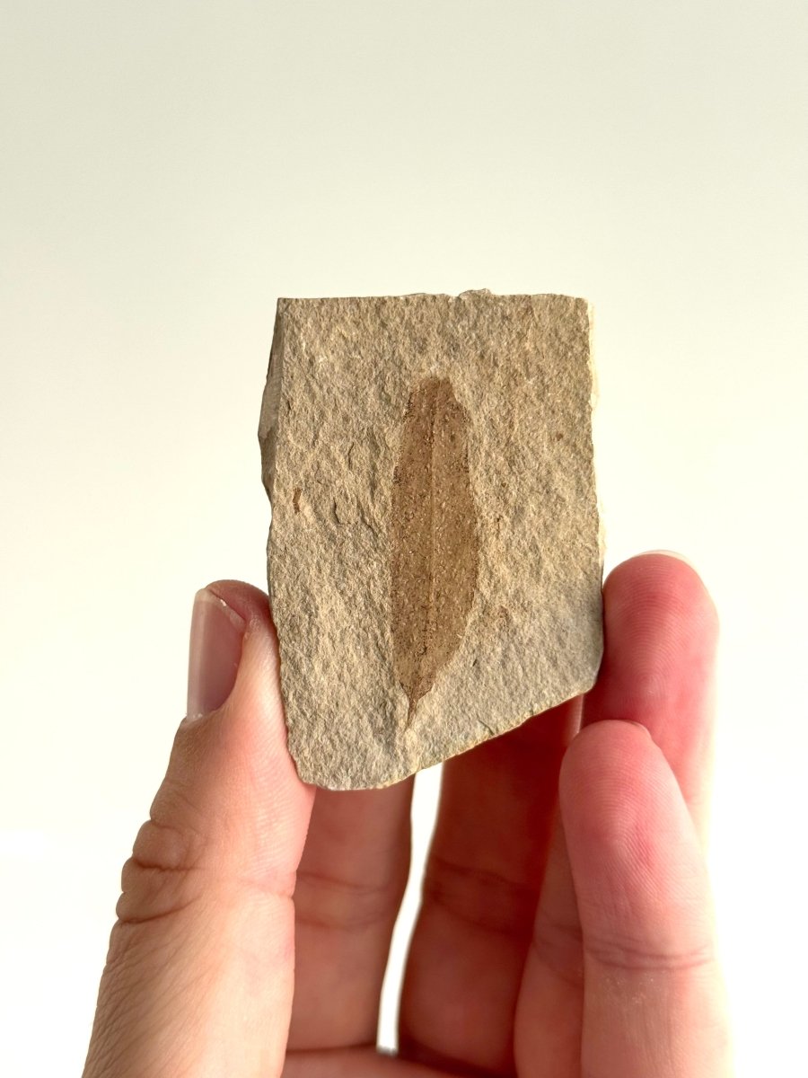 Fossil Leaf from Saint - Maime (1.60") – France, Oligocene - FossilsAndMore
