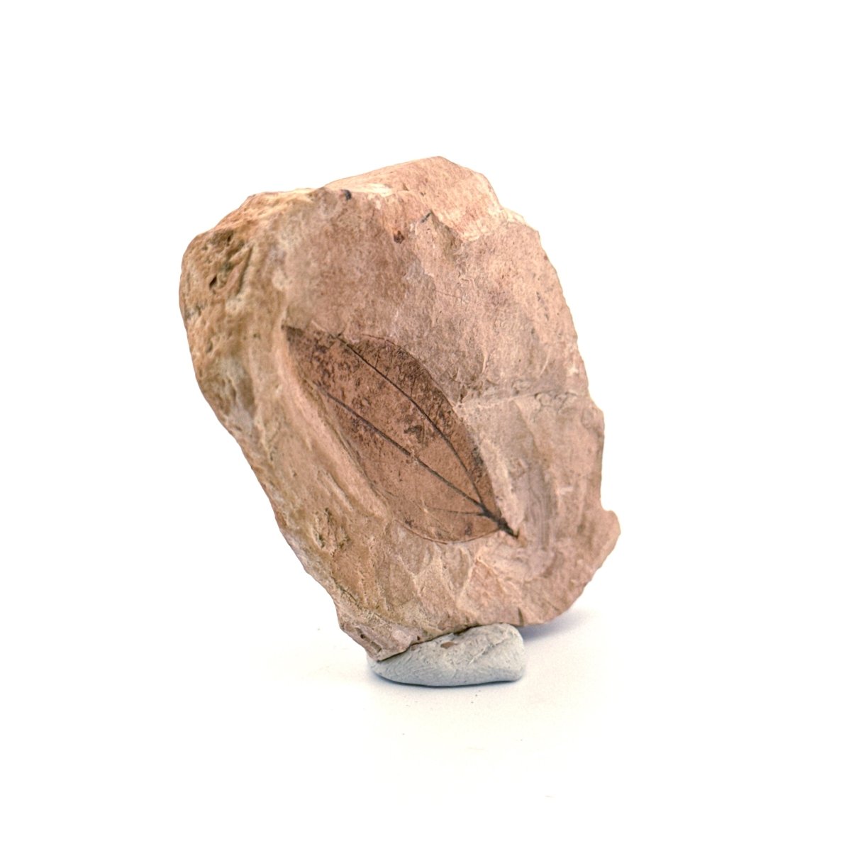 Fossil Leaf from Saint - Maime (1.90") from France, Oligocene - FossilsAndMore