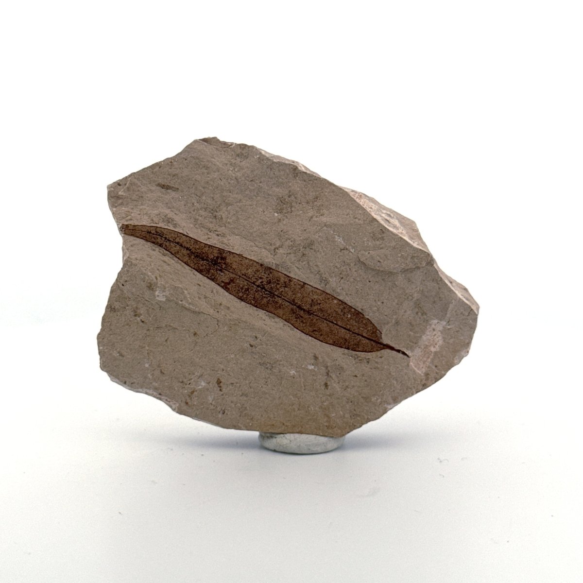 Fossil Leaf from Saint - Maime (1.97") from France, Oligocene - FossilsAndMore