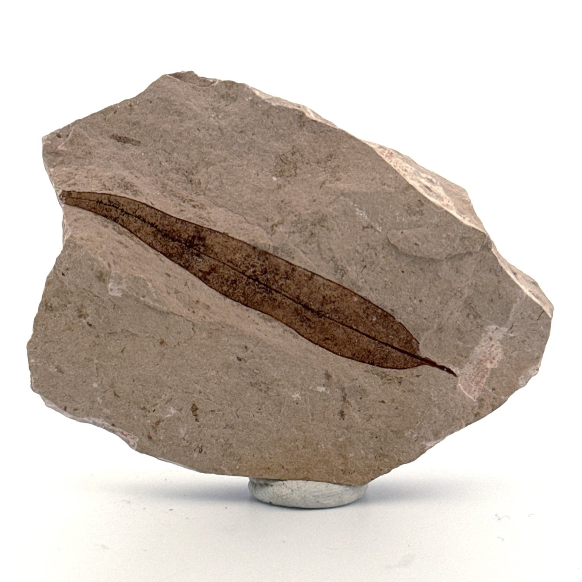 Fossil Leaf from Saint - Maime (1.97") from France, Oligocene - FossilsAndMore