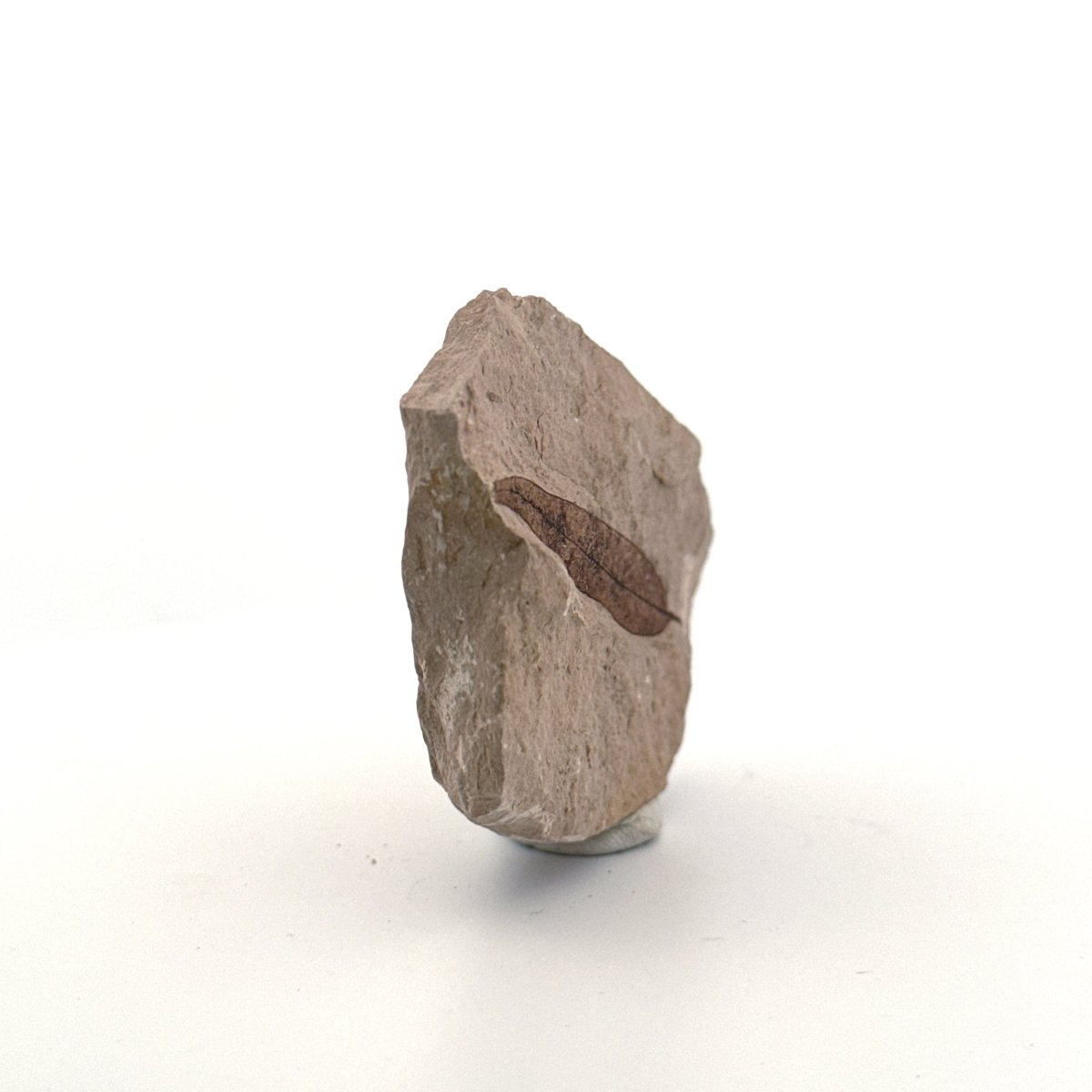 Fossil Leaf from Saint - Maime (1.97") from France, Oligocene - FossilsAndMore