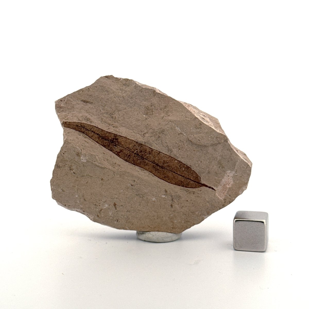 Fossil Leaf from Saint - Maime (1.97") from France, Oligocene - FossilsAndMore