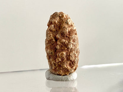 Fossil Pine Cone (1.28") - Eocene plant fossil, Morocco - FossilsAndMore