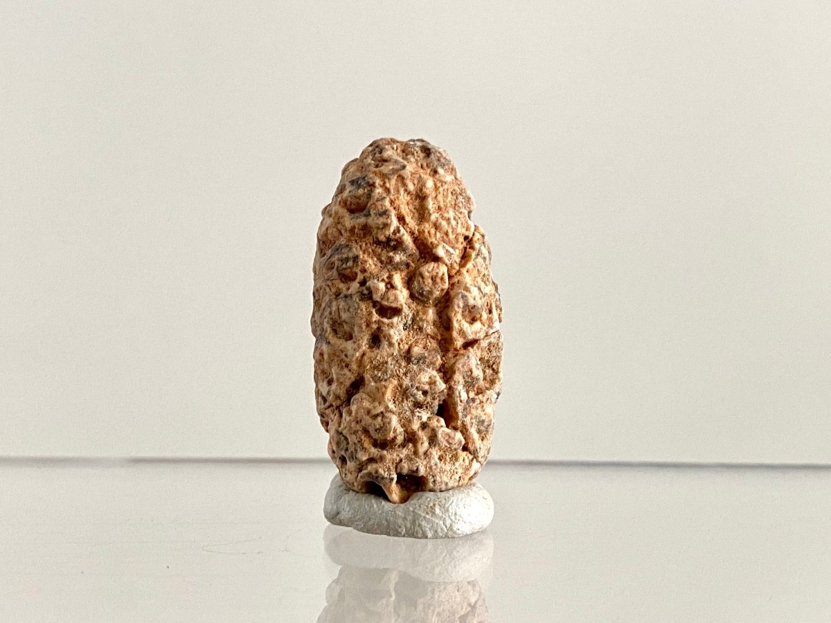 Fossil Pine Cone (1.28") - Eocene plant fossil, Morocco - FossilsAndMore