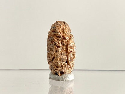 Fossil Pine Cone (1.28") - Eocene plant fossil, Morocco - FossilsAndMore