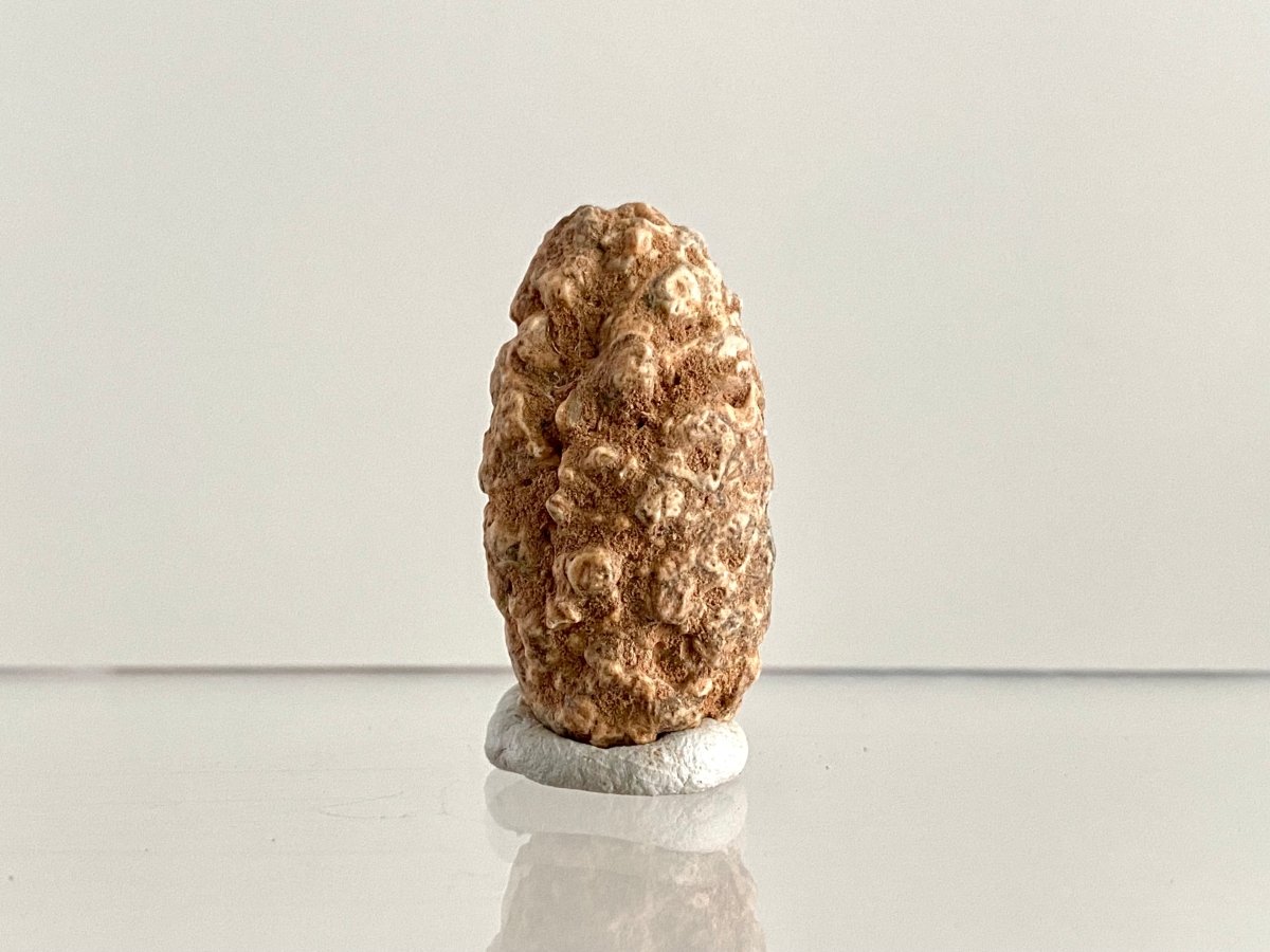 Fossil Pine Cone (1.28") - Eocene plant fossil, Morocco - FossilsAndMore