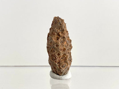 Fossil Pine Cone (1.61") - Eocene plant fossil, Morocco - FossilsAndMore