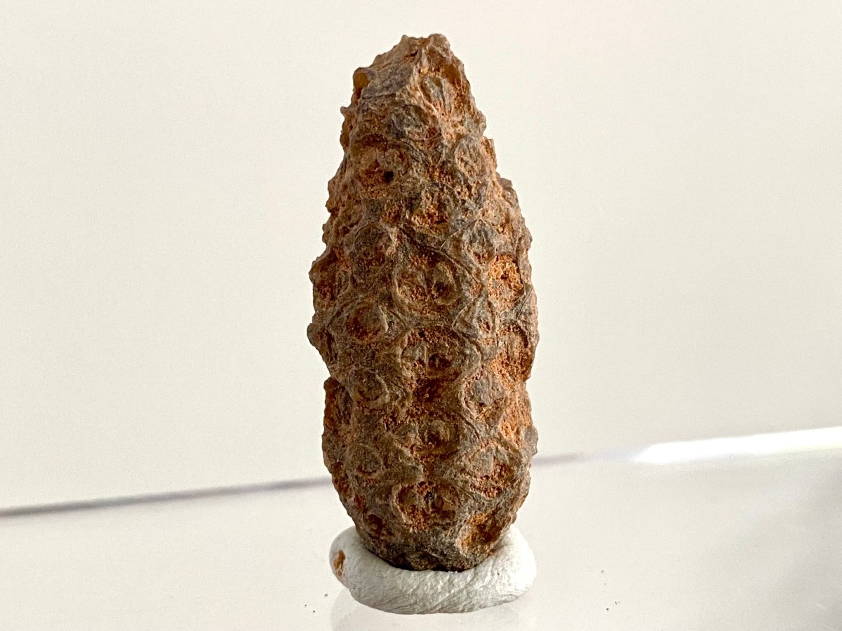 Fossil Pine Cone (1.61") - Eocene plant fossil, Morocco - FossilsAndMore