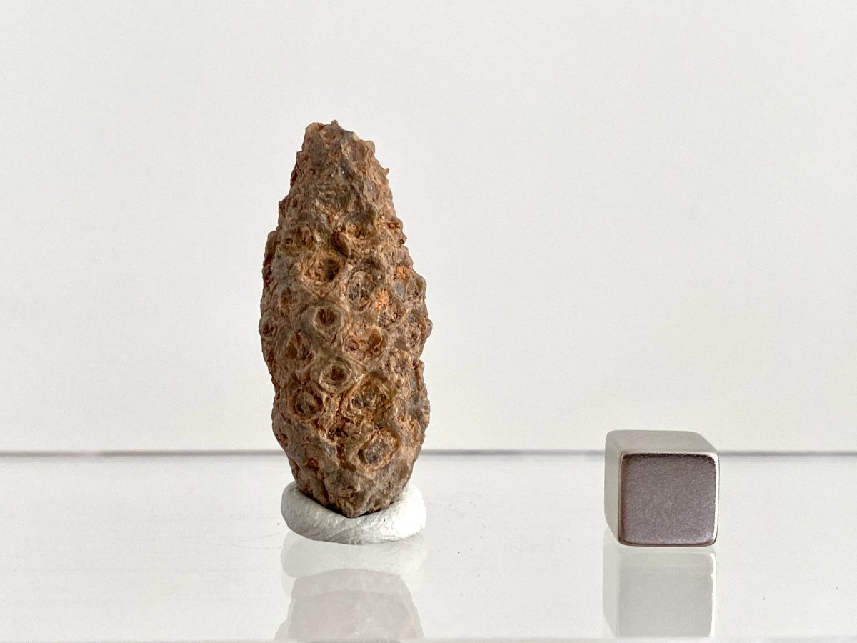Fossil Pine Cone (1.61") - Eocene plant fossil, Morocco - FossilsAndMore